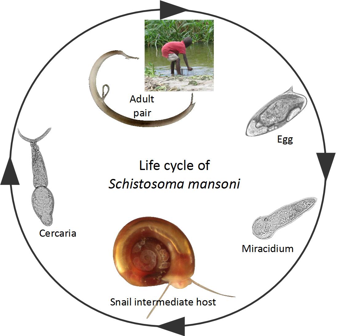 Жизненный цикл шистосомы. Schistosoma haematobium жизненный цикл. Шистосома гематобиум жизненный цикл. Жизненный цикл шистосомы кровяной. Shistosoma mansoni жизненный цикл.