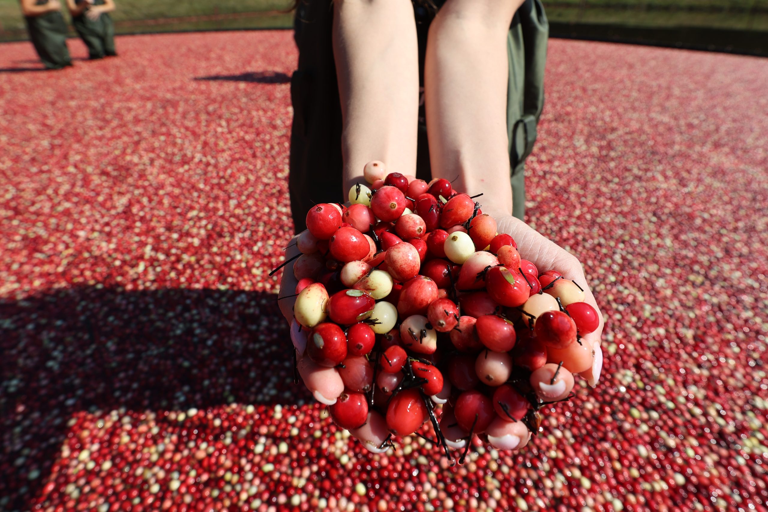 Cranberry Harvest Season in Canada San Antonio Report
