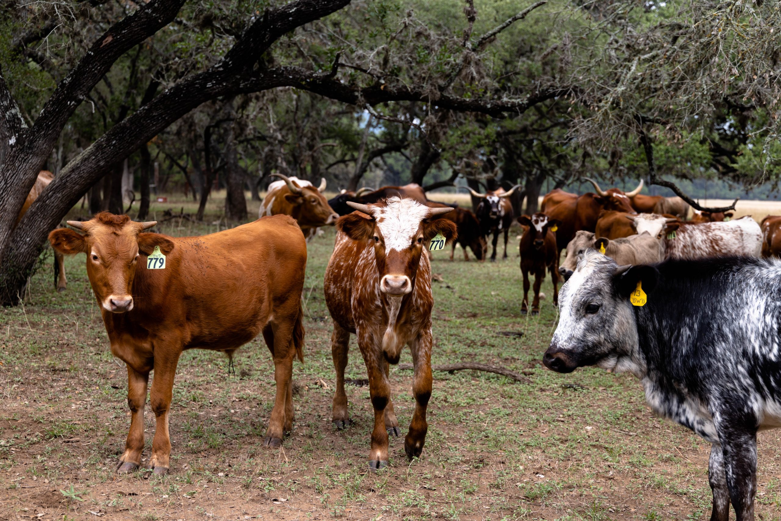 Texas confirms 5 New World screwworm circumstances