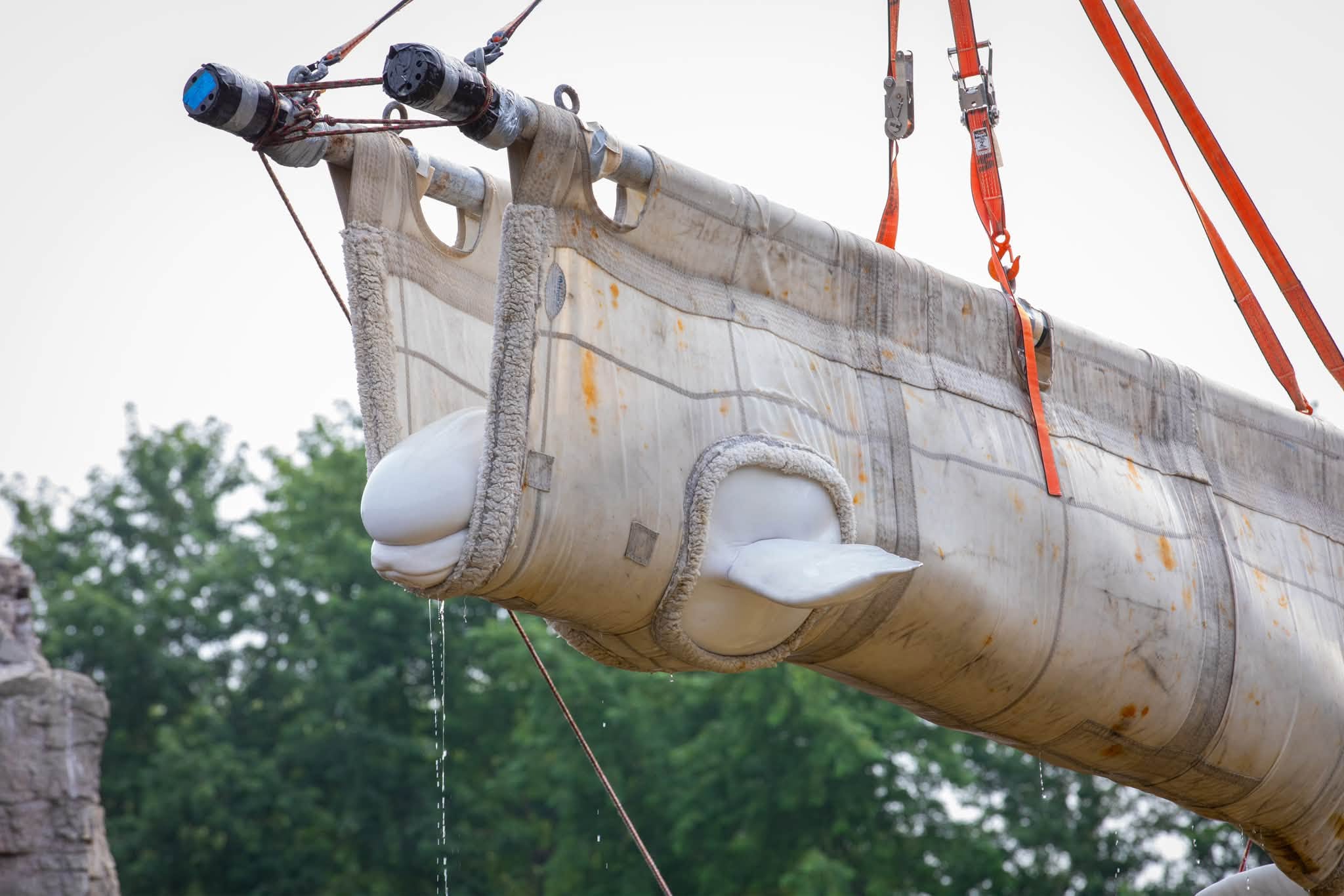 First set of stranded beluga whales arrive at SeaWorld San Antonio