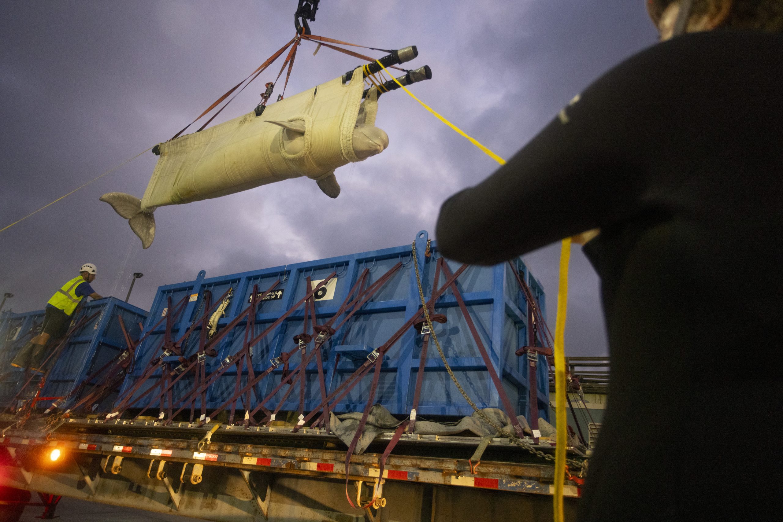 Seven extra beluga whales arrive at SeaWorld San Antonio